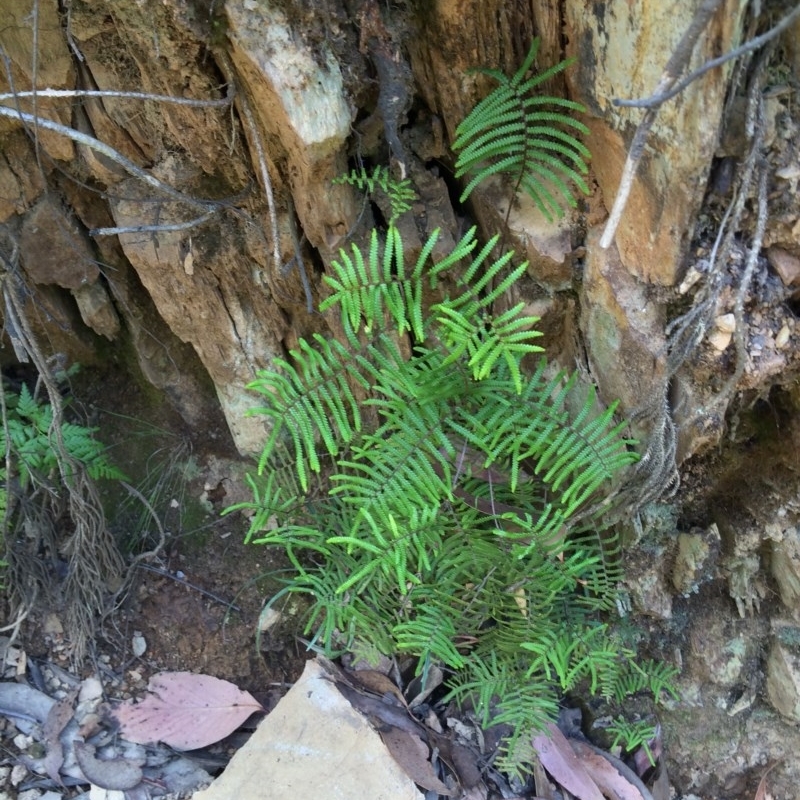 Gleichenia microphylla