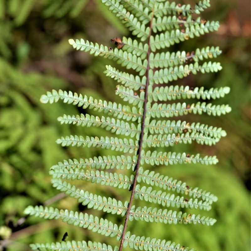 Gleichenia rupestris