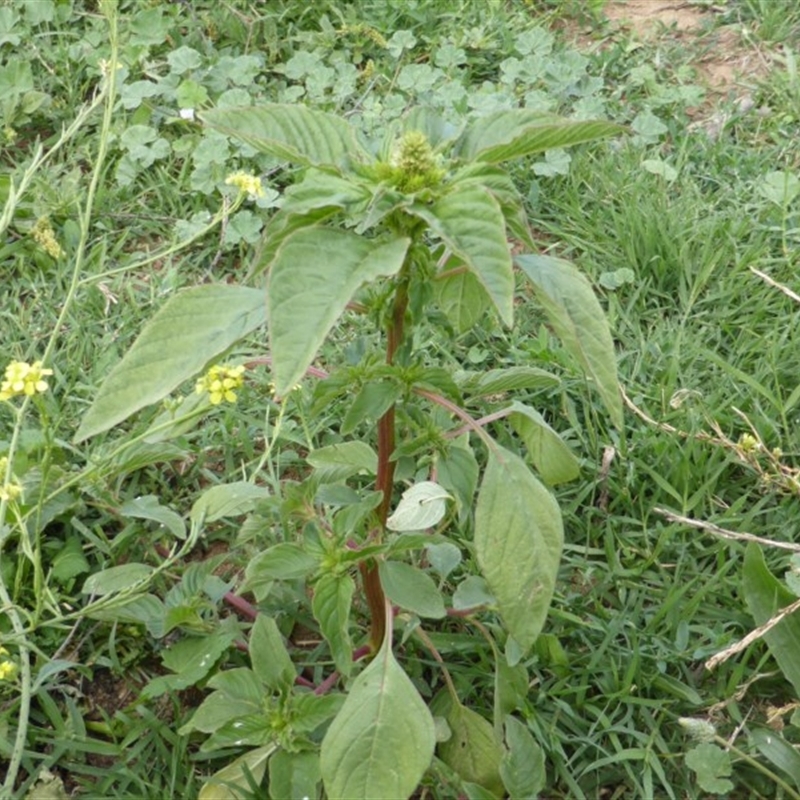 Amaranthus retroflexus