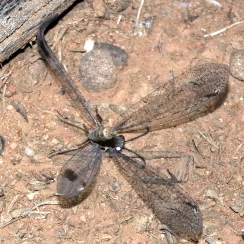 Glenoleon meteoricus