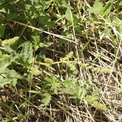 Amaranthus sp.