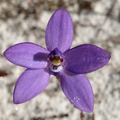 Glossodia minor