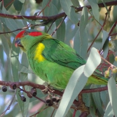 Glossopsitta concinna