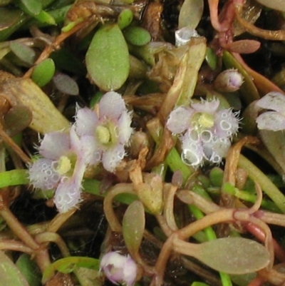 Glossostigma elatinoides