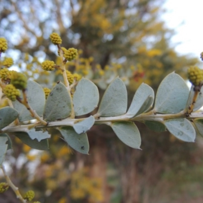 Acacia cultriformis