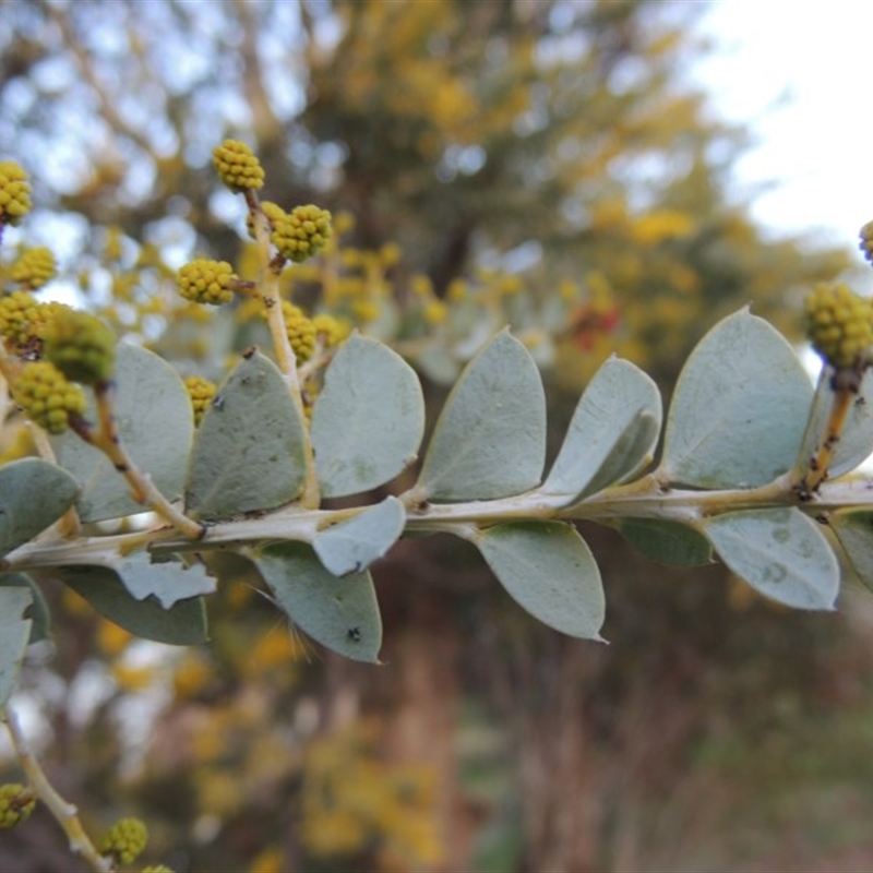 Acacia cultriformis