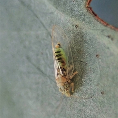 Glycaspis sp. (genus)