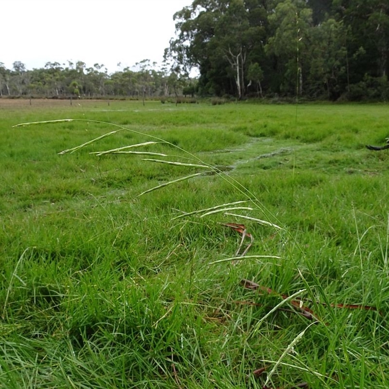 Glyceria australis