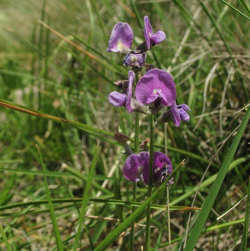 Glycine latrobeana