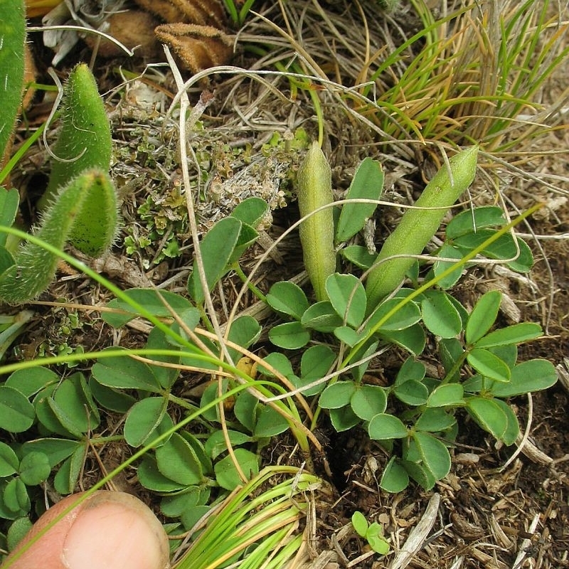 Glycine latrobeana