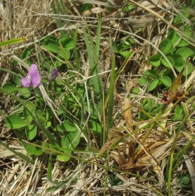 Glycine latrobeana