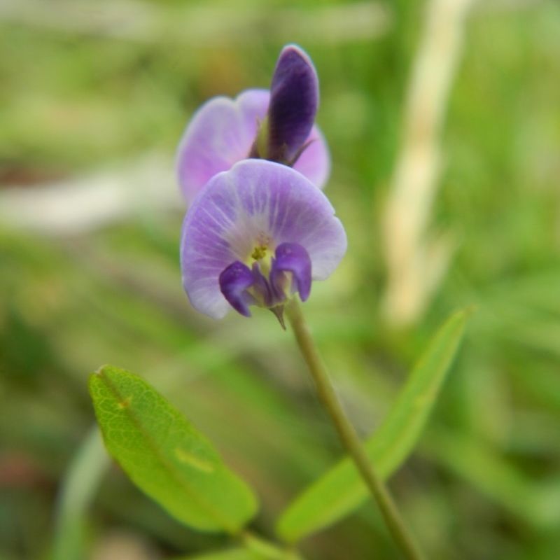 Glycine microphylla