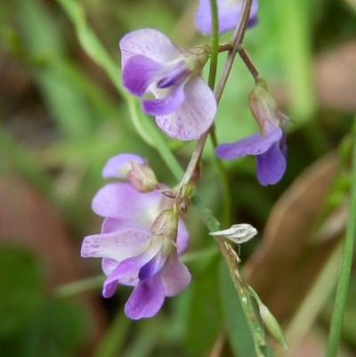 Glycine sp.