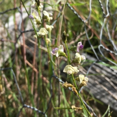 Glycine sp.