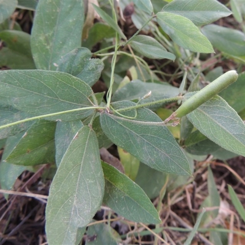 Glycine tabacina