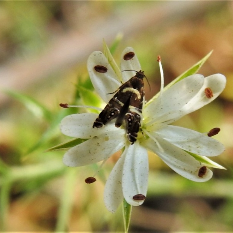 Glyphipterix (genus)