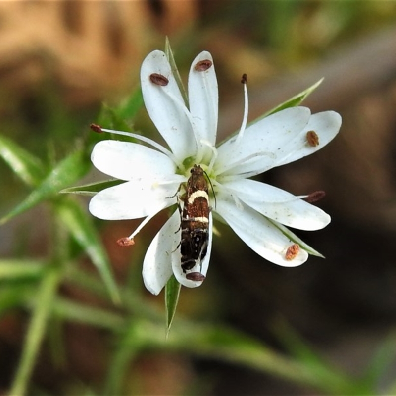 Glyphipterix (genus)