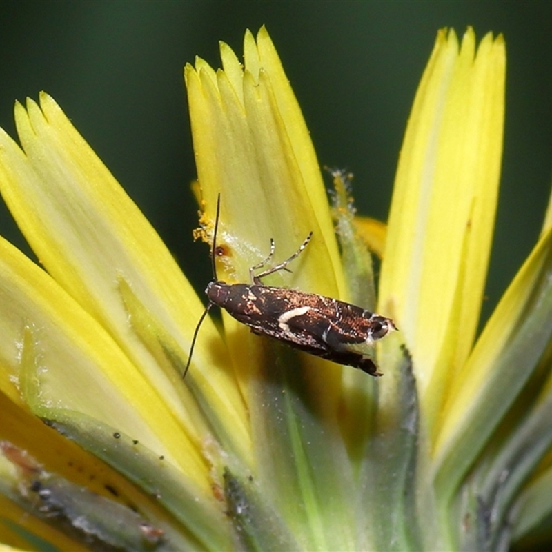 Glyphipterix acinacella