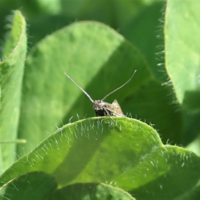 Glyphipterix anaclastis