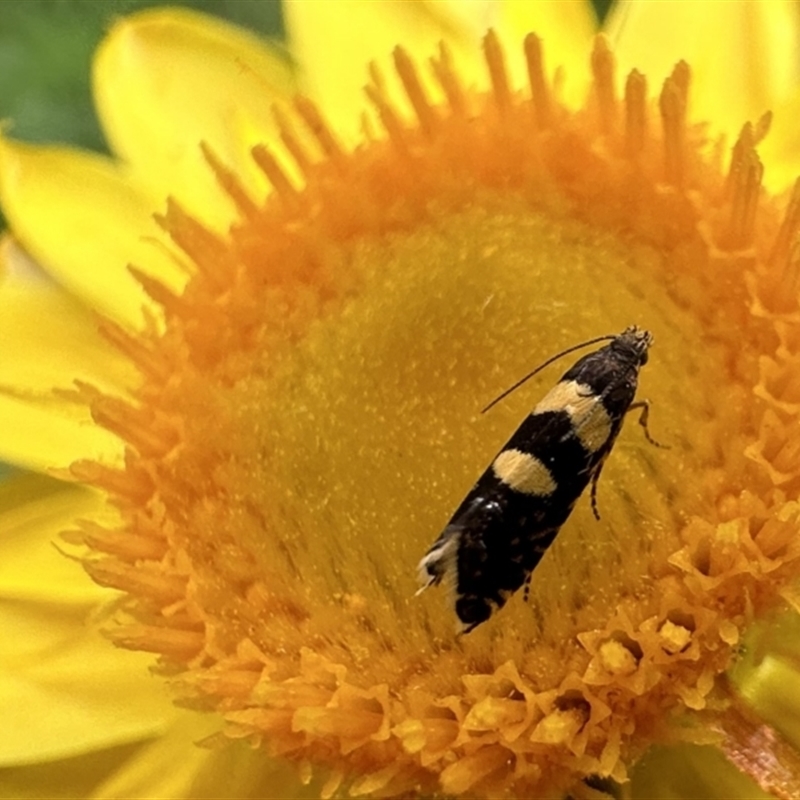 Glyphipterix chrysoplanetis