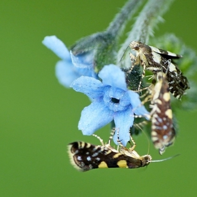 Glyphipterix chrysoplanetis