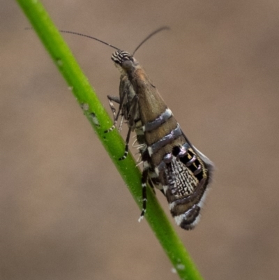 Glyphipterix cometophora