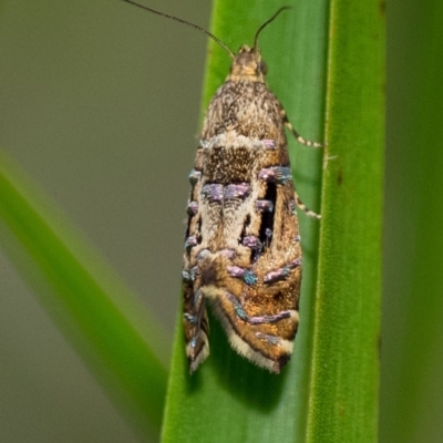 Glyphipterix gemmipunctella