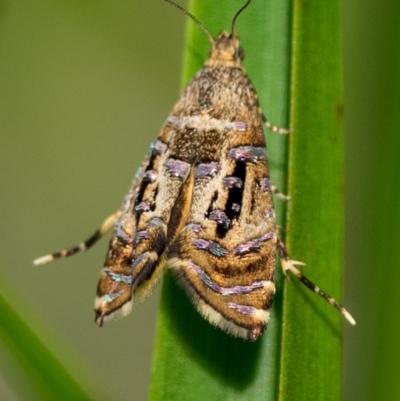 Glyphipterix gemmipunctella