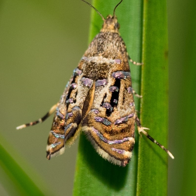 Display behaviour, flaring wings and extending hind legs