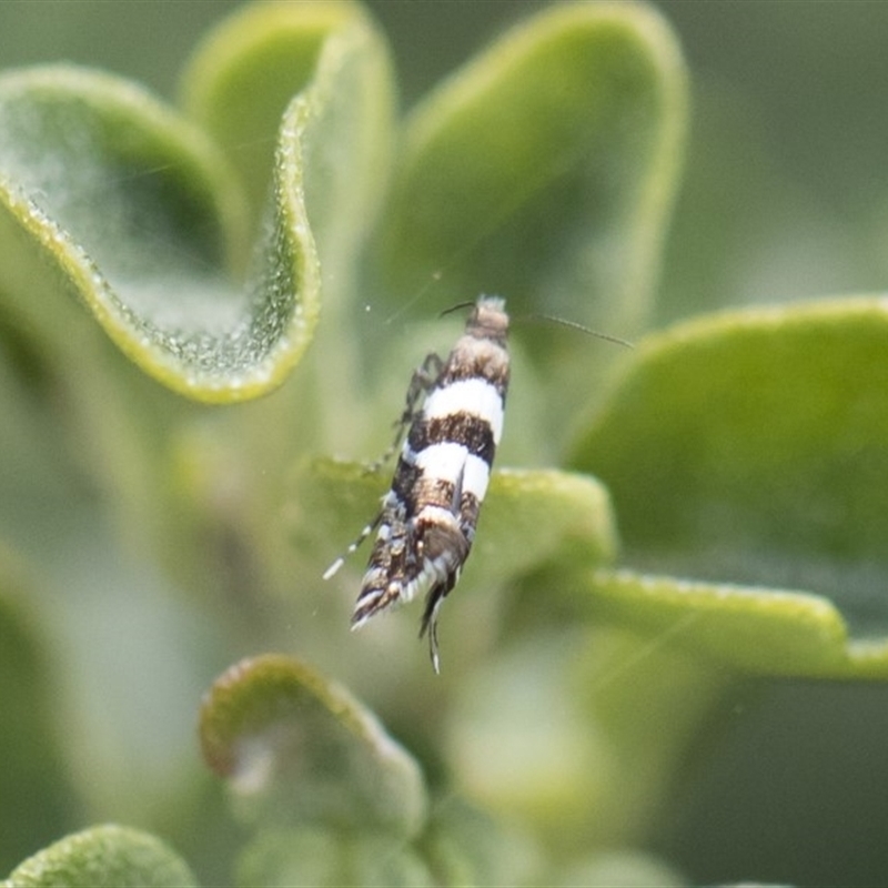 Glyphipterix meteora