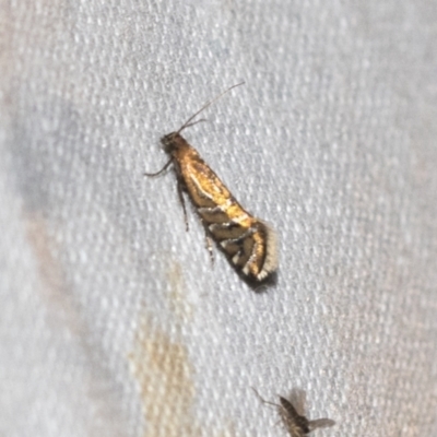 Glyphipterix perimetalla