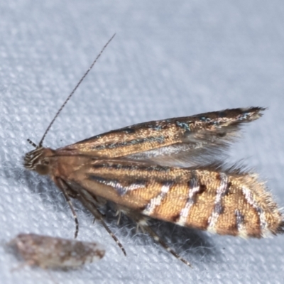 Glyphipterix perimetalla