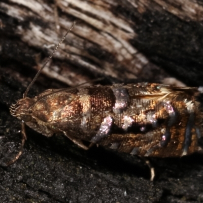 Glyphipterix undescribed species nr isozela