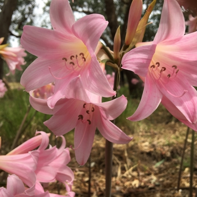 Amaryllis belladonna