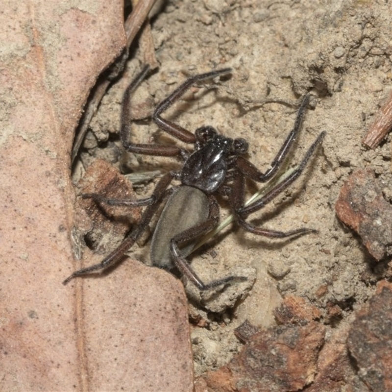 Gnaphosidae or Trochanteriidae (families)