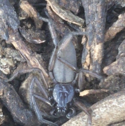 Gnaphosidae or Trochanteriidae (families)