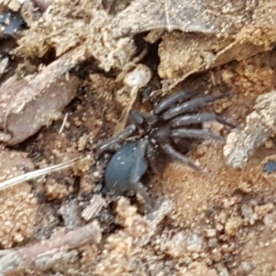 Gnaphosidae (family)