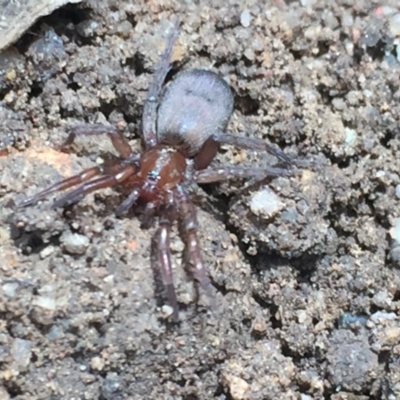 Gnaphosidae (family)