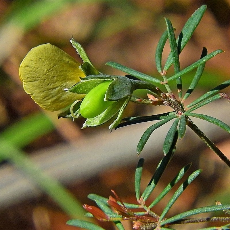 Max Campbell, Bournda NP