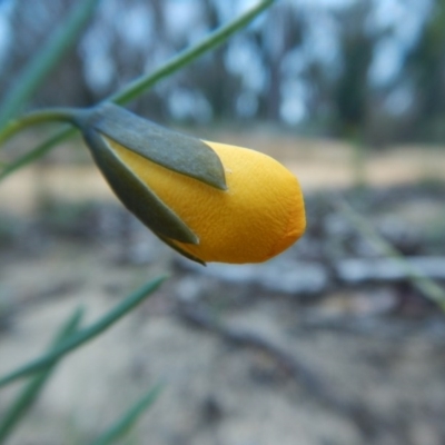 Gompholobium grandiflorum