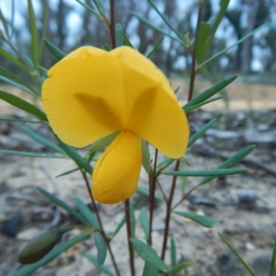 Gompholobium grandiflorum