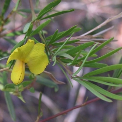 Gompholobium latifolium