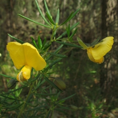 Gompholobium latifolium