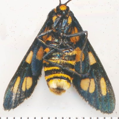 Amata nigriceps