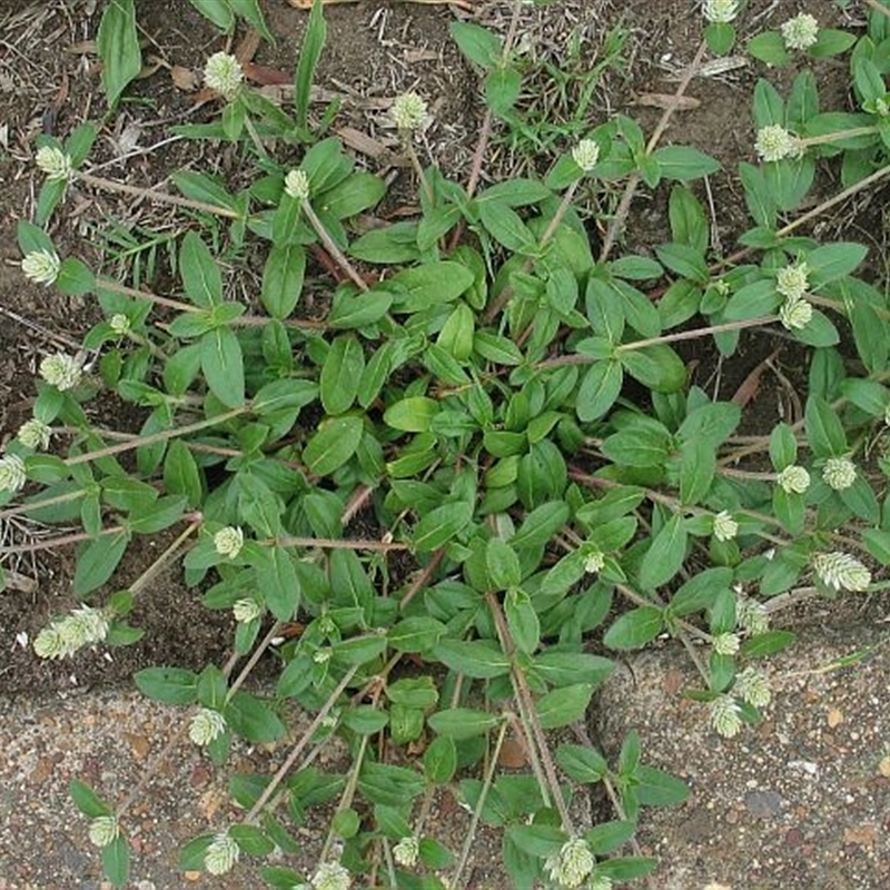 Gomphrena celosioides