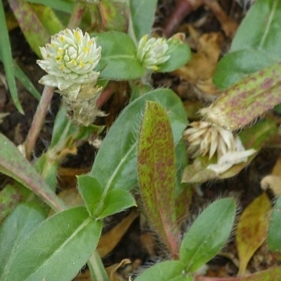 Gomphrena celosioides