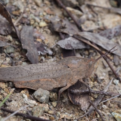 Goniaea australasiae