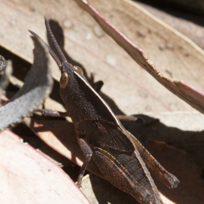 Goniaea carinata