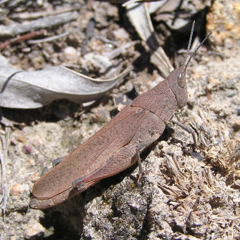 Goniaea sp. (genus)