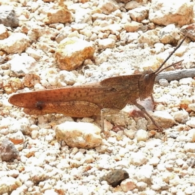 Goniaea sp. (genus)